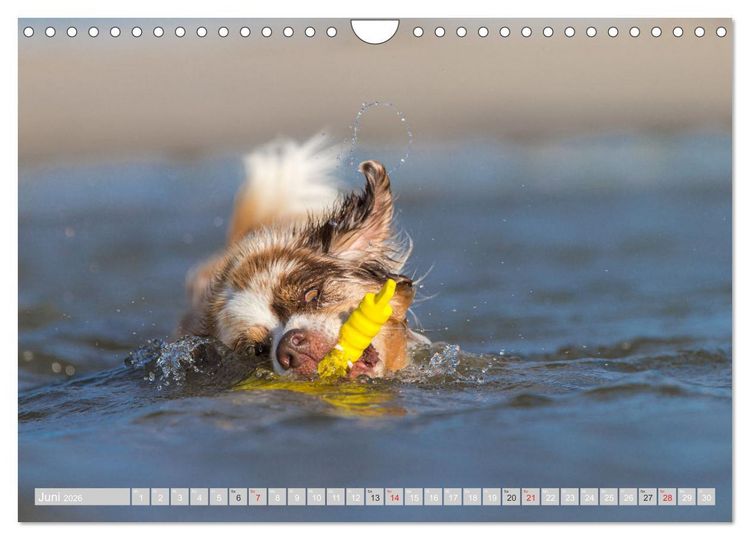 Produktbild: Australian Shepherd 2026 (Wandkalender 2026 DIN A4 quer), CALVENDO Monatskalender