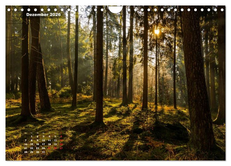 Produktbild: Zauberhafte Waldlandschaften (Wandkalender 2026 DIN A4 quer), CALVENDO Monatskalender