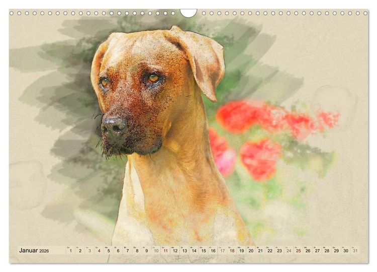 Produktbild: Rhodesian Ridgeback 2026 (Wandkalender 2026 DIN A3 quer), CALVENDO Monatskalender