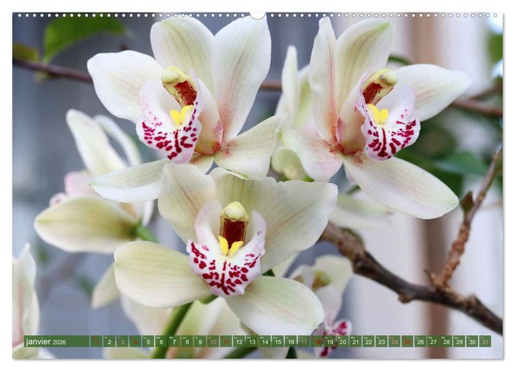 Produktbild: Orchid&eacute;es merveilleuses (Calendrier mural 2026 DIN A2 vertical), CALVENDO calendrier mensuel