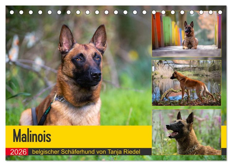 Produktbild: Malinois - belgischer Sch&auml;ferhund (Tischkalender 2026 DIN A5 quer), CALVENDO Monatskalender