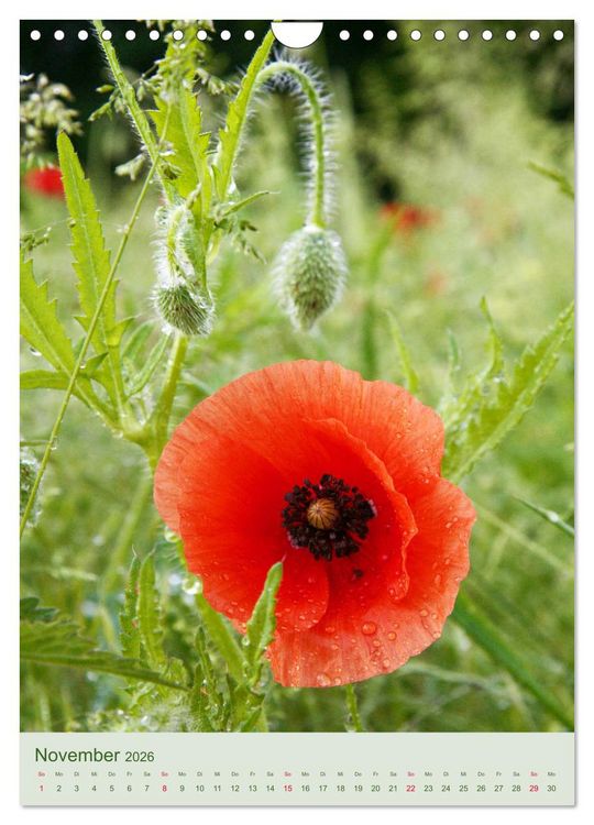 Produktbild: Mohn im Feld (Wandkalender 2026 DIN A4 hoch), CALVENDO Monatskalender