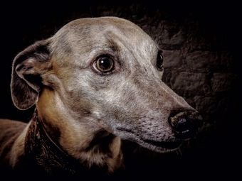 Produktbild: CALVENDO Puzzle Whippet Windhund | 1000 Teile Lege-Gr&ouml;&szlig;e 64x48cm Foto-Puzzle f&uuml;r gl&uuml;ckliche Stunden