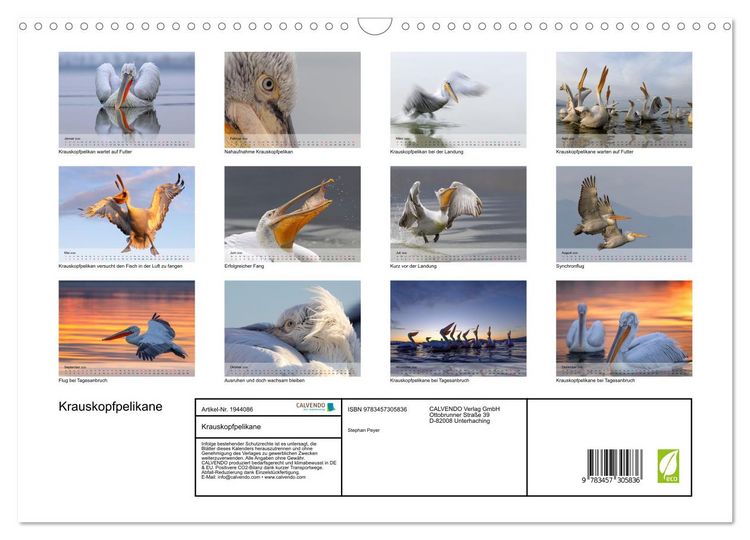Produktbild: Krauskopfpelikane (Wandkalender 2026 DIN A3 quer), CALVENDO Monatskalender