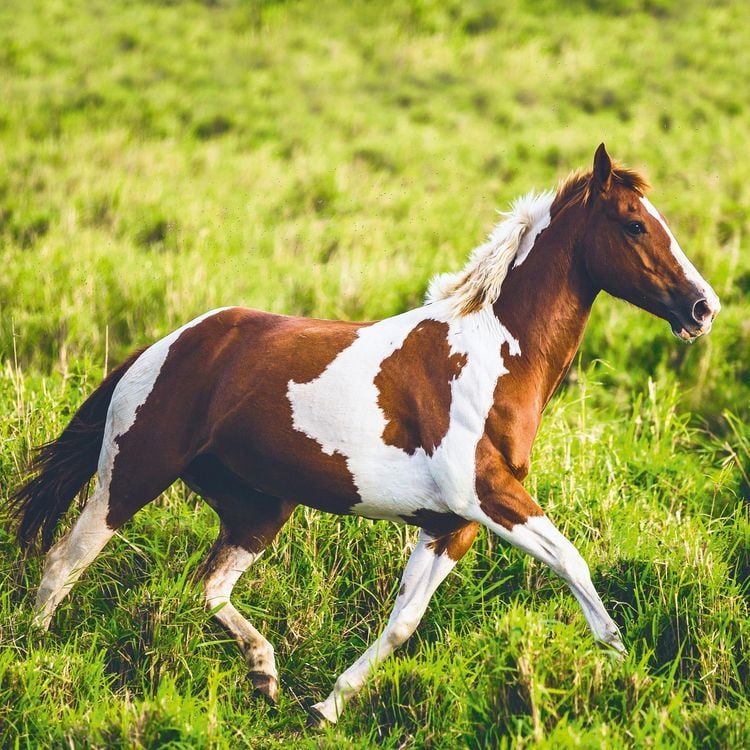 Produktbild: Magic Horses 2027