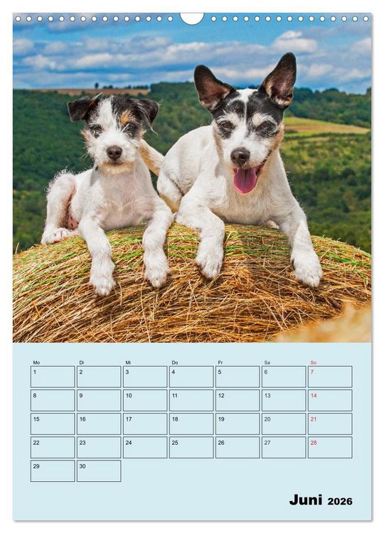 Produktbild: Familienplaner Jack und Parson Russell Terrier (Wandkalender 2026 DIN A3 hoch), CALVENDO Monatskalender