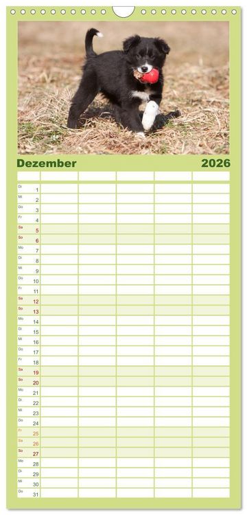 Produktbild: Familienplaner 2026 - Aussie Welpen 2026 mit 5 Spalten (Wandkalender, 21 x 45 cm) CALVENDO