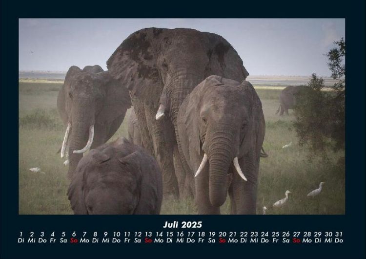 Produktbild: Elefanten 2025 Fotokalender DIN A4