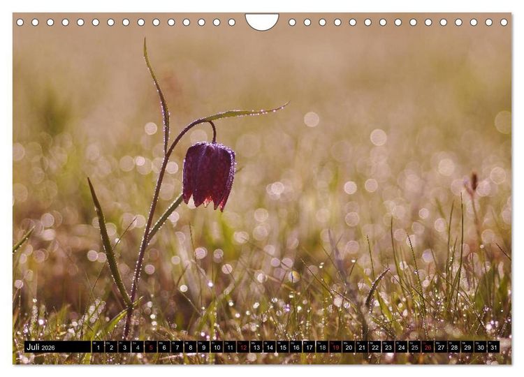 Produktbild: Die Schachbrettblume (Wandkalender 2026 DIN A4 quer), CALVENDO Monatskalender