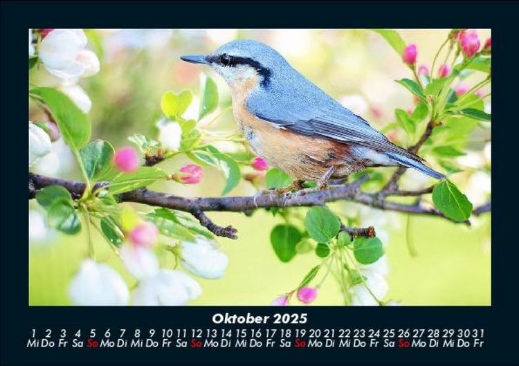 Produktbild: Vogelparadies 2025 Fotokalender DIN A5