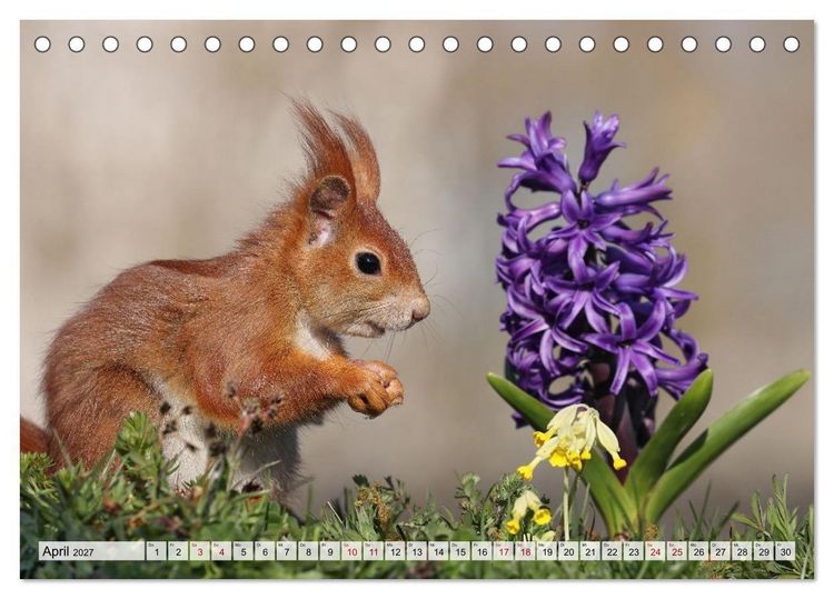 Produktbild: Eichh&ouml;rnchen - Kleine Fotomodelle mit gro&szlig;em Charme (Tischkalender 2027 DIN A5 quer), CALVENDO Monatskalender