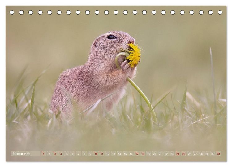 Produktbild: Zauberhafte Ziesel (Tischkalender 2026 DIN A5 quer), CALVENDO Monatskalender