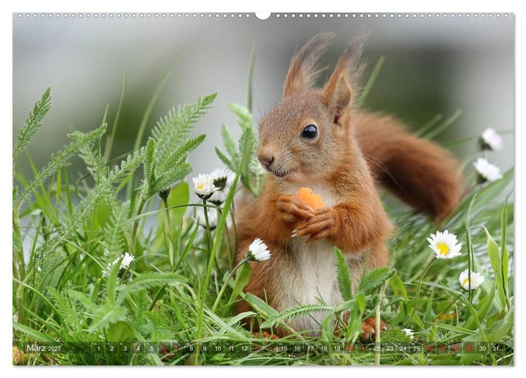 Produktbild: Eichh&ouml;rnchen Luna und ihre Kinder (hochwertiger Premium Wandkalender 2027 DIN A2 quer), Kunstdruck in Hochglanz