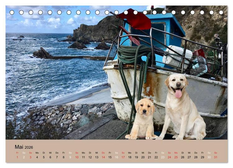Produktbild: Labrador Retriever unsere Freunde (Tischkalender 2026 DIN A5 quer), CALVENDO Monatskalender