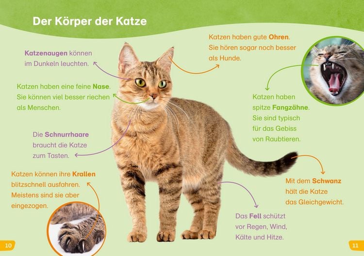 Produktbild: WAS IST WAS Erstes Lesen easy! Katzen - meine Lieblingstiere