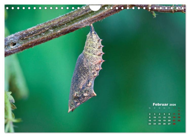 Produktbild: GEOclick Lernkalender: Portr&auml;ts einheimischer Schmetterlinge (Wandkalender 2026 DIN A4 quer), CALVENDO Monatskalender
