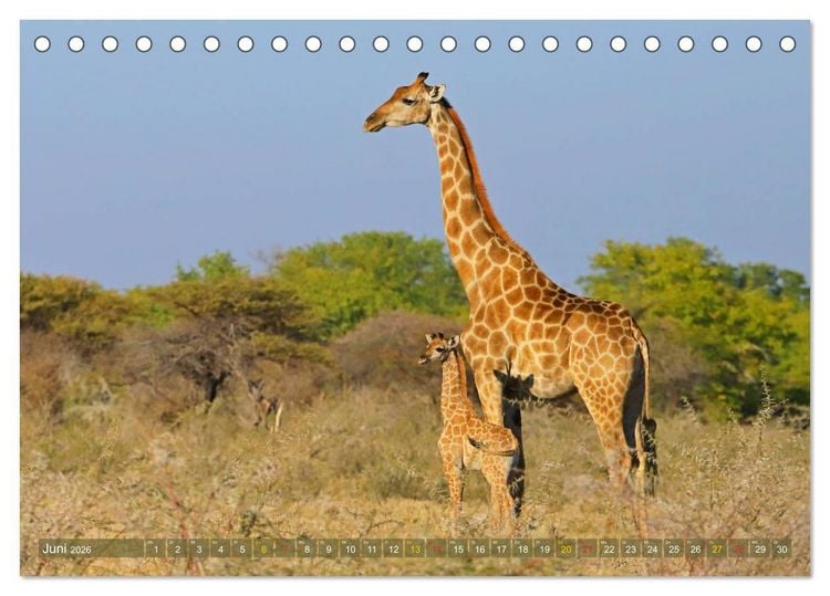Produktbild: Giraffen - Sanftheit und Anmut (Tischkalender 2026 DIN A5 quer), CALVENDO Monatskalender