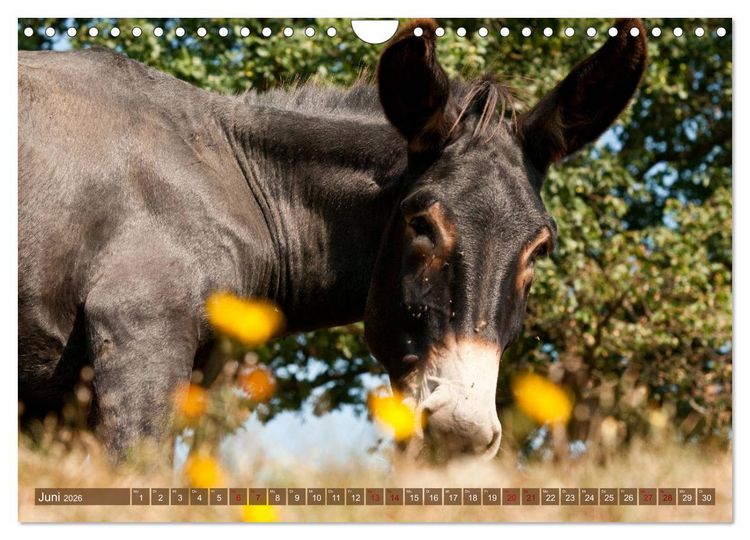 Produktbild: Esel - Sixtus Loreley (Wandkalender 2026 DIN A4 quer), CALVENDO Monatskalender