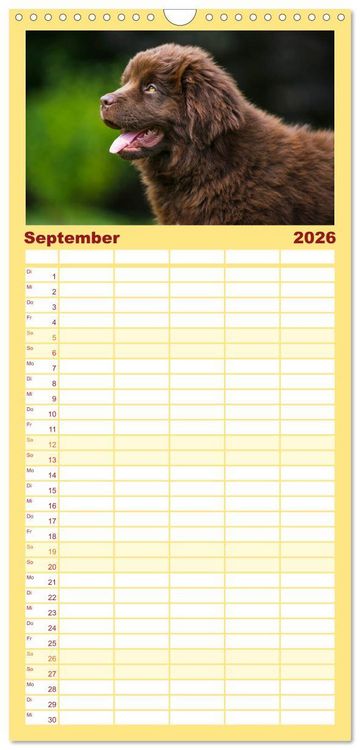 Produktbild: Familienplaner 2026 - Neufundl&auml;nder - Ein b&auml;renstarker Freund mit 5 Spalten (Wandkalender, 21 x 45 cm) CALVENDO
