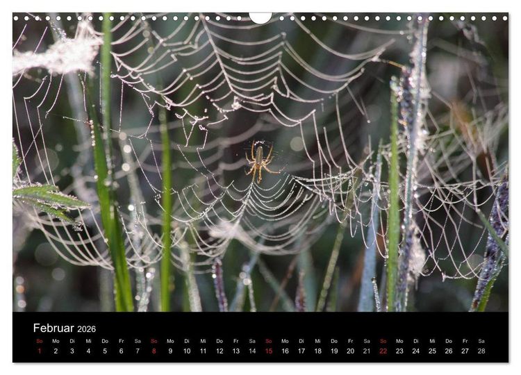 Produktbild: Unsere Spinnen - im Gespr&auml;ch (Wandkalender 2026 DIN A3 quer), CALVENDO Monatskalender
