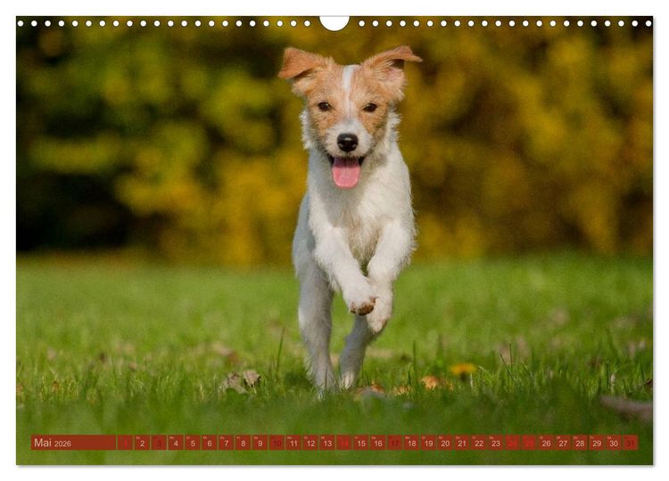 Produktbild: Faszination Hund (Wandkalender 2026 DIN A3 quer), CALVENDO Monatskalender