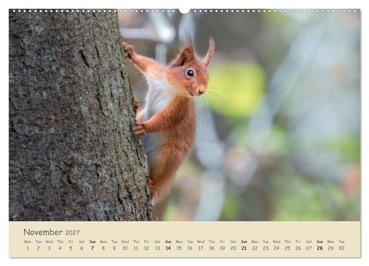 Produktbild: Wild encounters &ndash; Moments in the heart of nature (High Quality Premium Wall Calendar 2027 DIN A2 landscape),CALVENDO 12 Month Wall Calendar