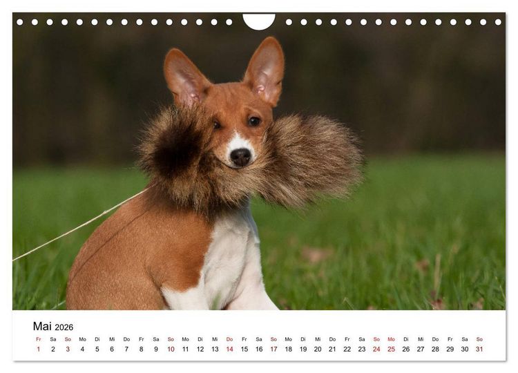 Produktbild: S&uuml;&szlig;e Basenji-Kinder (Wandkalender 2026 DIN A4 quer), CALVENDO Monatskalender