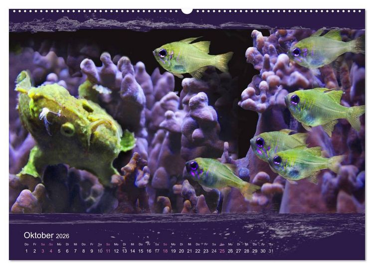 Produktbild: Korallenfische im Lichtschimmer des Meeres (hochwertiger Premium Wandkalender 2026 DIN A2 quer), Kunstdruck in Hochglanz