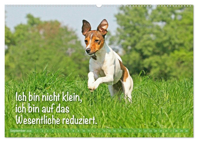 Produktbild: Jack Russell Terrier: Komm spielen (hochwertiger Premium Wandkalender 2026 DIN A2 quer), Kunstdruck in Hochglanz