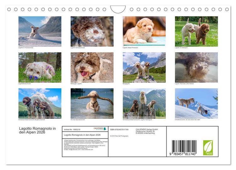 Produktbild: Lagotto Romagnolo in den Alpen 2026 (Wandkalender 2026 DIN A4 quer), CALVENDO Monatskalender