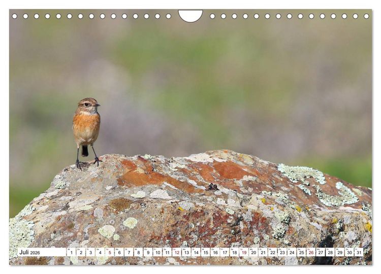 Produktbild: V&ouml;gel in der Extremadura (Wandkalender 2026 DIN A4 quer), CALVENDO Monatskalender