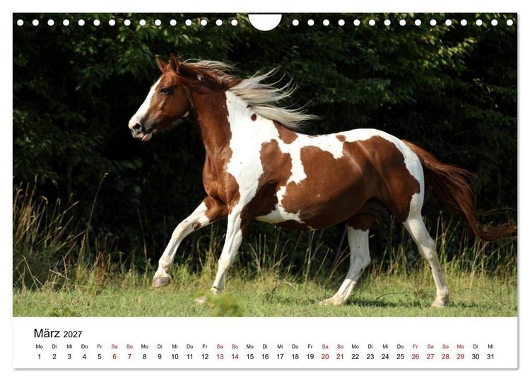 Produktbild: Pferde - im Galopp durch's Jahr 2027 (Wandkalender 2027 DIN A4 quer), CALVENDO Monatskalender
