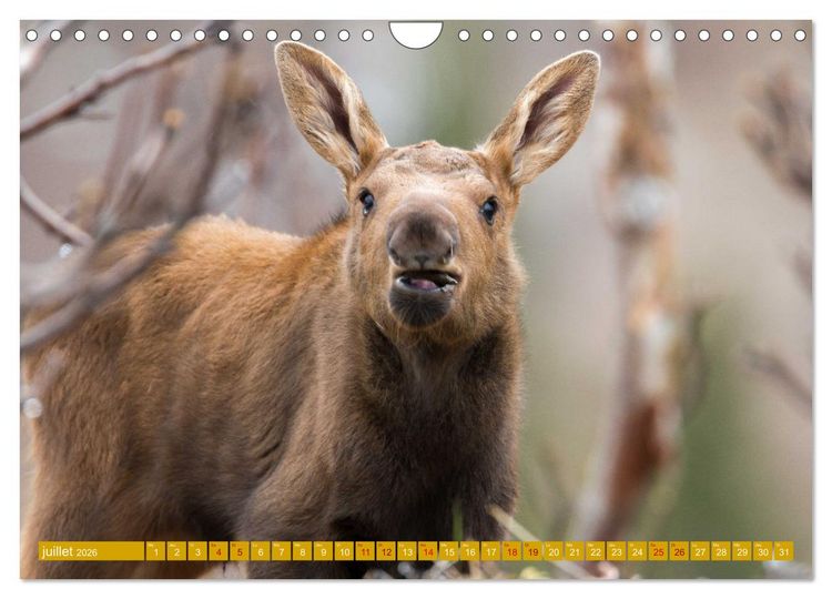 Produktbild: Un &eacute;lan de tendresse (Calendrier mural 2026 DIN A4 vertical), CALVENDO calendrier mensuel