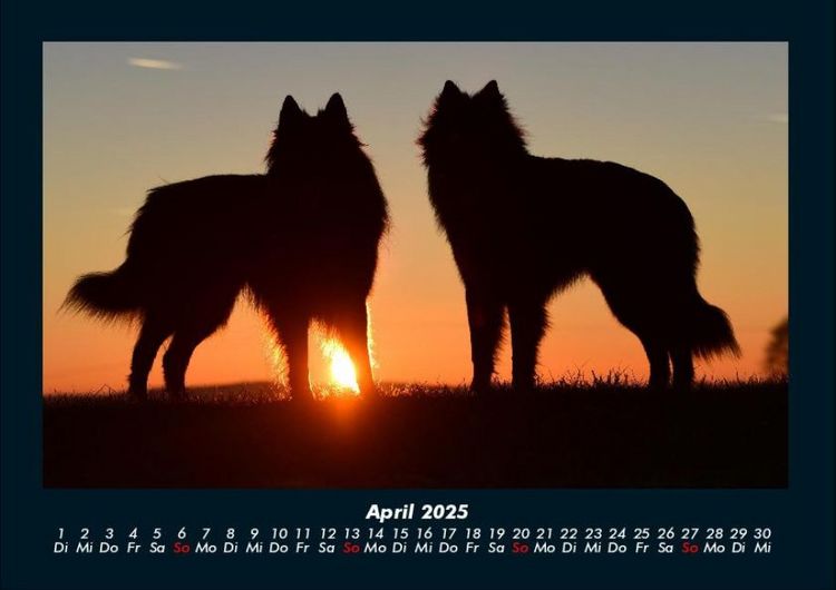 Produktbild: Der Hundekalender 2025 Fotokalender DIN A4