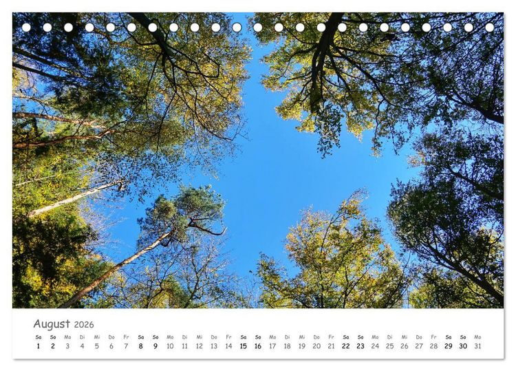 Produktbild: Wald - bezaubernde W&auml;lder (Tischkalender 2026 DIN A5 quer), CALVENDO Monatskalender
