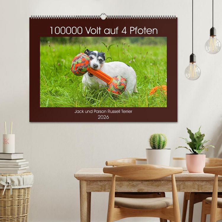 Produktbild: 100000 Volt auf vier Pfoten - Jack und Parson Russell Terrier (Wandkalender 2026 DIN A2 quer), CALVENDO Monatskalender