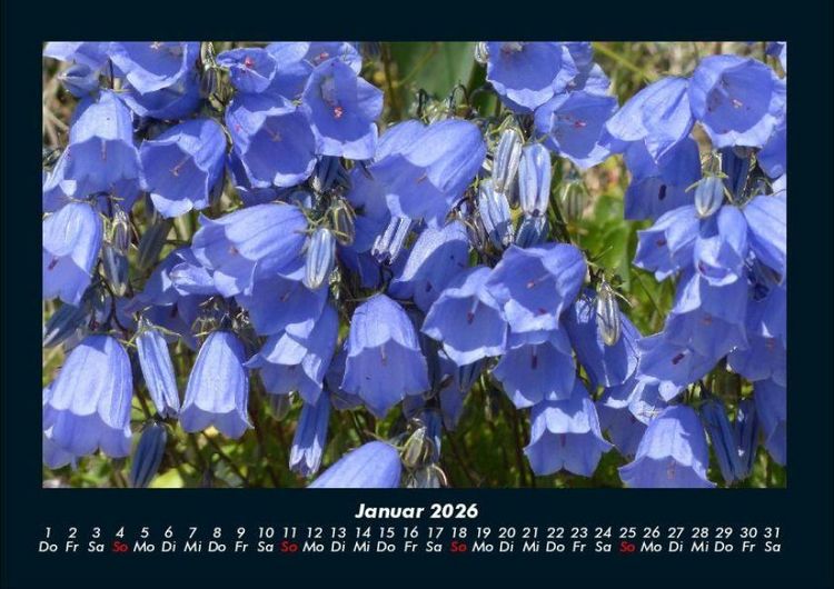 Produktbild: Blumenkalender 2026 Fotokalender DIN A4