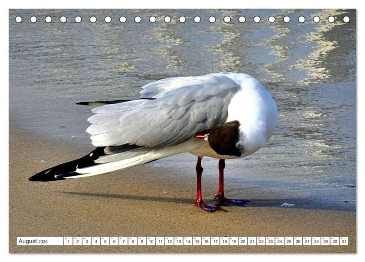 Produktbild: Lachm&ouml;wen an der Ostsee (Tischkalender 2026 DIN A5 quer), CALVENDO Monatskalender