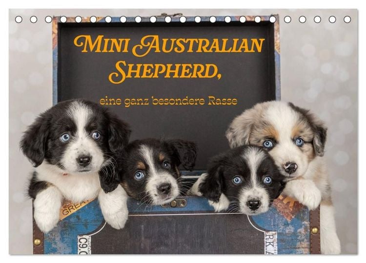 Produktbild: Mini Australian Shepherd, eine ganz besondere Rasse (Tischkalender 2027 DIN A5 quer), CALVENDO Monatskalender