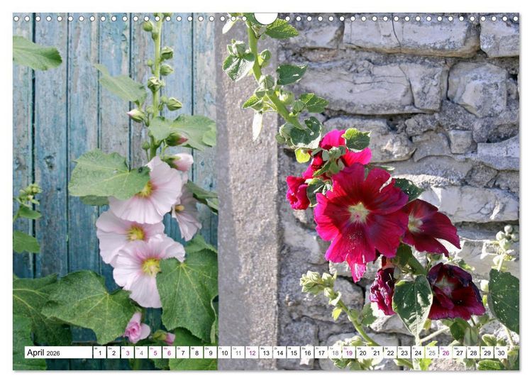 Produktbild: &Icirc;le de R&eacute; (Wandkalender 2026 DIN A3 quer), CALVENDO Monatskalender