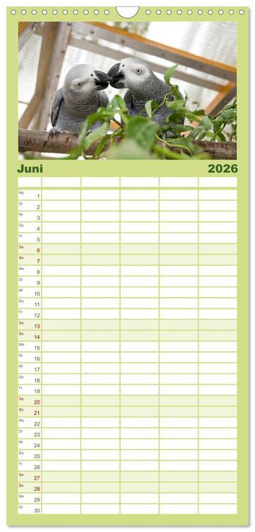 Produktbild: Familienplaner 2026 - Graupapageien zum Verlieben mit 5 Spalten (Wandkalender, 21 x 45 cm) CALVENDO