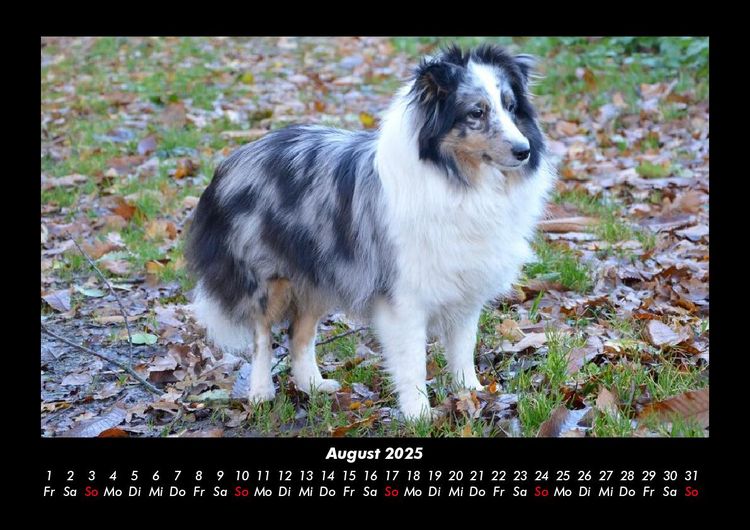 Produktbild: Der Hundekalender 2025 Fotokalender DIN A3