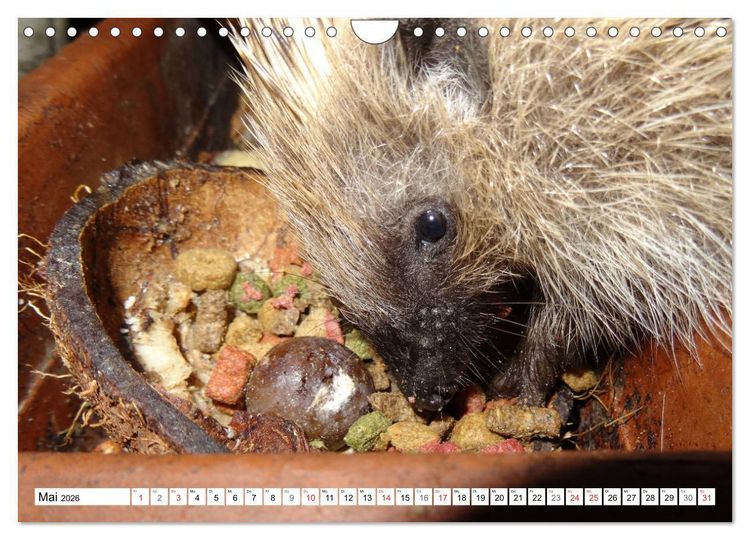 Produktbild: Igeleien - Begegnungen mit hungrigen Igeln (Wandkalender 2026 DIN A4 quer), CALVENDO Monatskalender