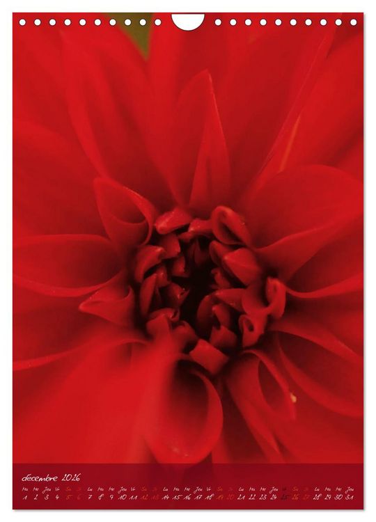 Produktbild: Concordia floralis (Calendrier mural 2026 DIN A4 horizontal), CALVENDO calendrier mensuel