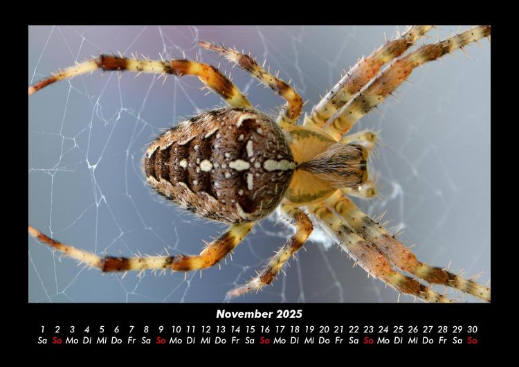 Produktbild: Tiere in der Wildnis 2025 Fotokalender DIN A3
