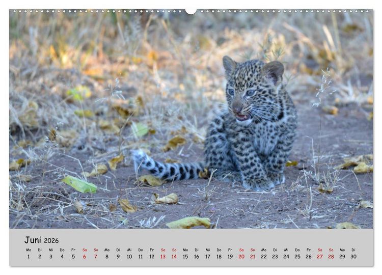 Produktbild: Leoparden - gro&szlig; und klein (hochwertiger Premium Wandkalender 2026 DIN A2 quer), Kunstdruck in Hochglanz