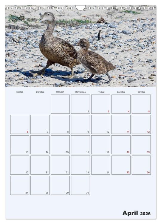 Produktbild: Wildes Leben auf Helgoland (Wandkalender 2026 DIN A3 hoch), CALVENDO Monatskalender