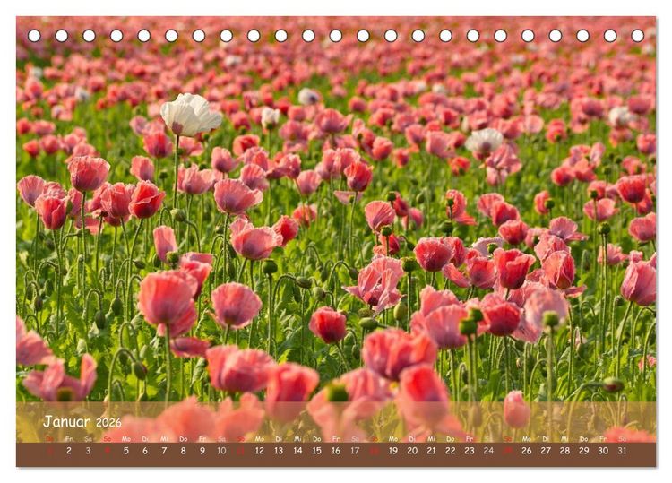 Produktbild: Mohntr&auml;ume (Tischkalender 2026 DIN A5 quer), CALVENDO Monatskalender