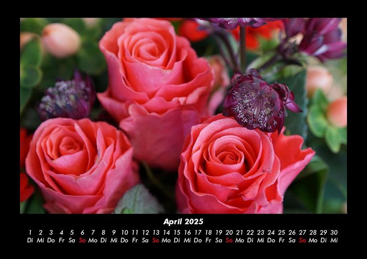 Produktbild: Rosen-Kalender 2025 Fotokalender DIN A3