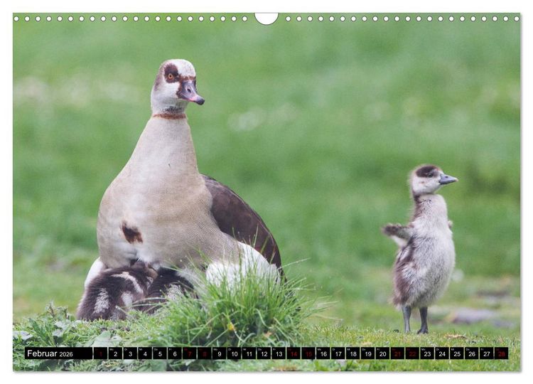 Produktbild: Nordhessens Tierkinder (Wandkalender 2026 DIN A3 quer), CALVENDO Monatskalender